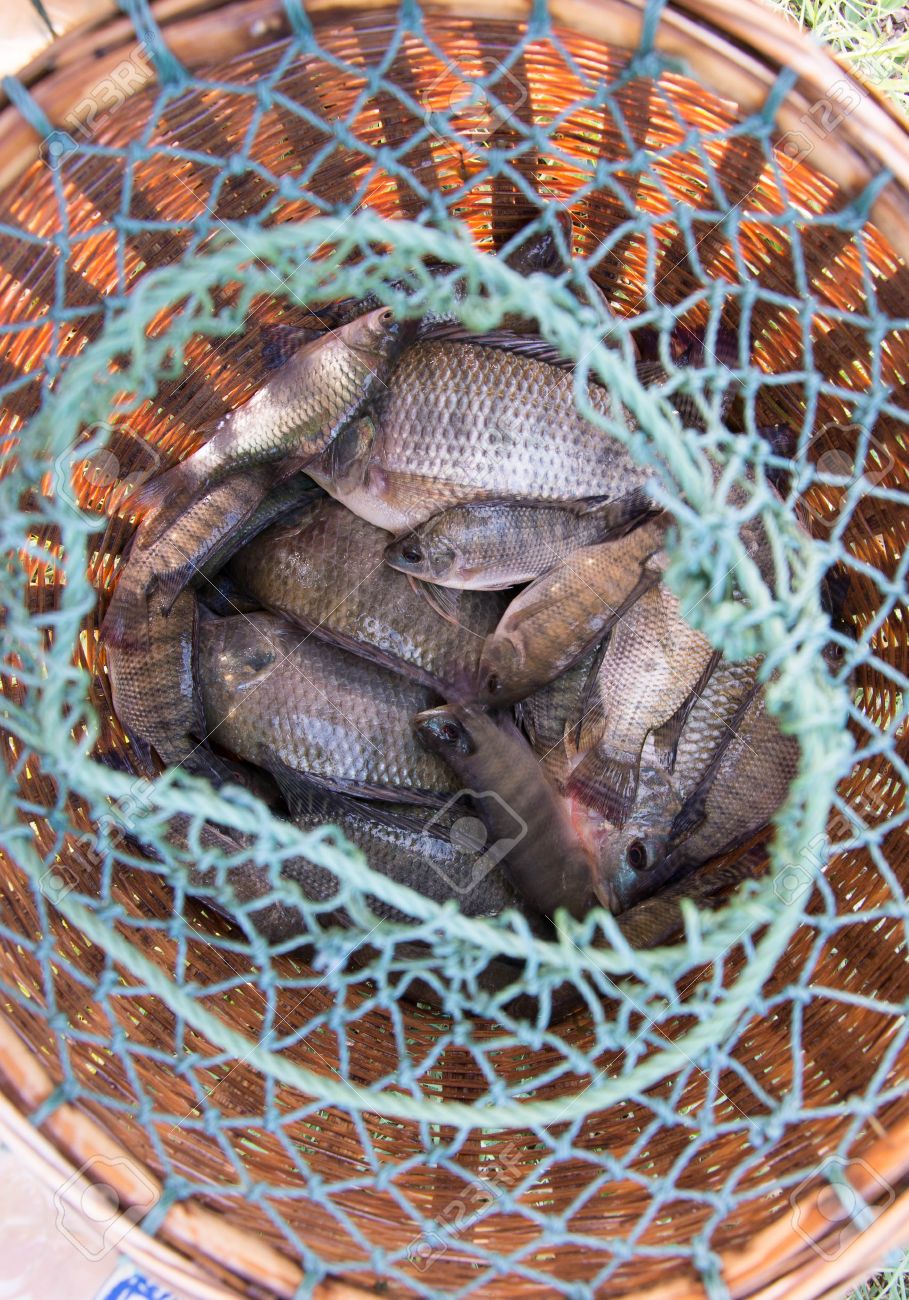 Tilapia trap Clearance
