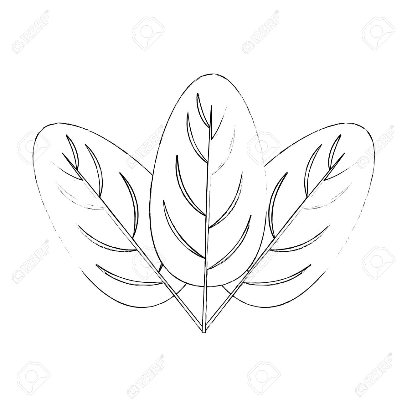 ほうれん草の葉白い背景ベクトル画像上のアイコンのイラスト素材 ベクタ Image