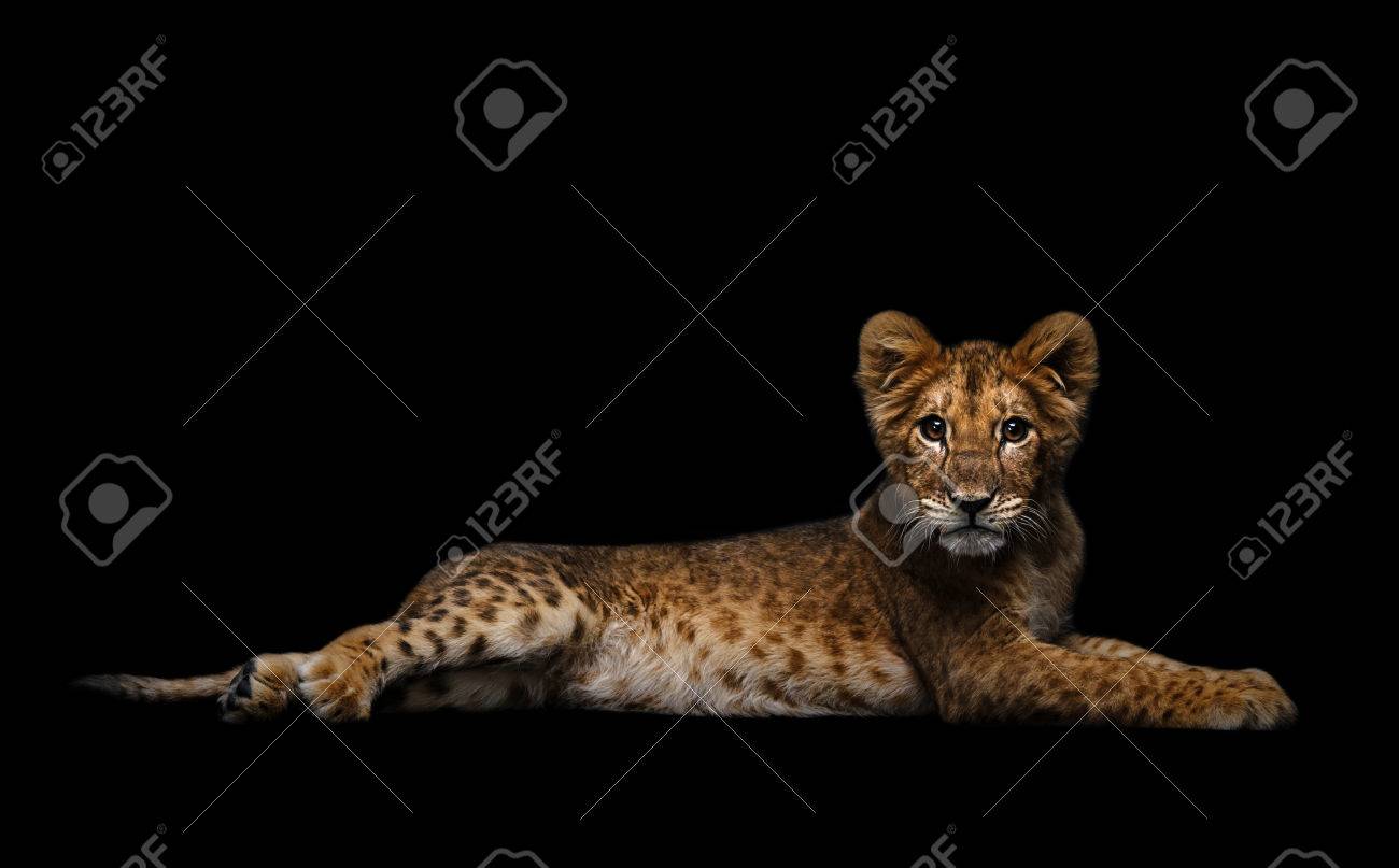 etiam-dictum-ipsum-a-felis