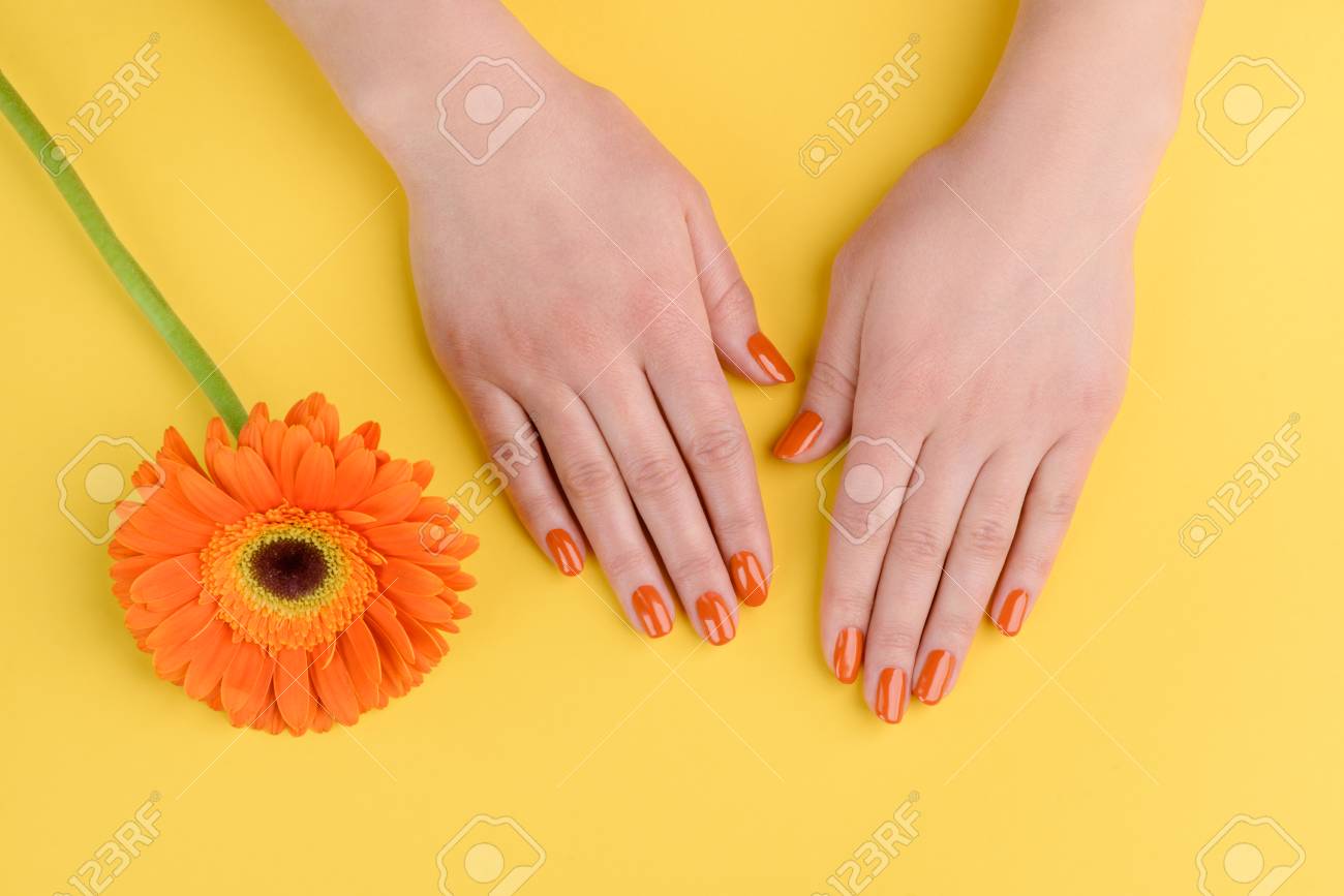 Gerbera flower and woman hands on yellow background. Nails polished with orange lacquer. - 107037344 Gerbera flower and woman hands on yellow background. Nails polished with orange lacquer. - 107037344