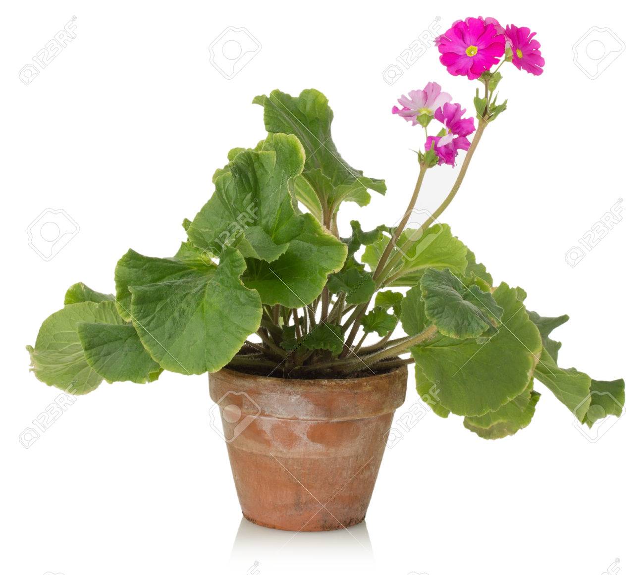 白地にピンクの花を持つ観葉植物 の写真素材 画像素材 Image