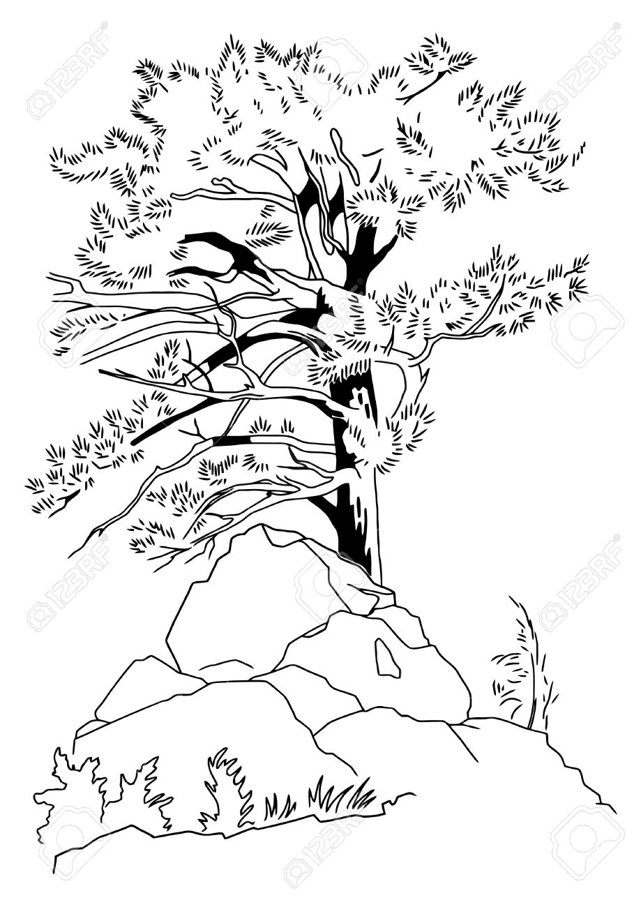 針葉樹の木の鉛筆スケッチ のイラスト素材 ベクタ Image