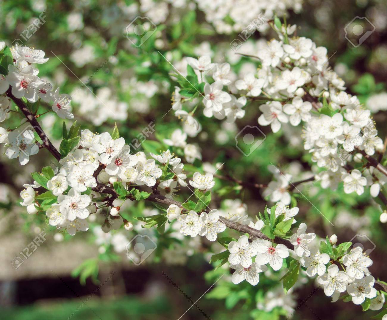 晴れた日で咲く性質 白い花をつける花木 春の庭で若い花植物 の写真素材 画像素材 Image 7623