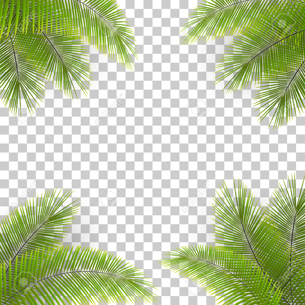 Vector palm tree leaves in the corners on transparent backfround. Tropical background. Coconut leaves frame. - 153890447 Vector palm tree leaves in the corners on transparent backfround. Tropical background. Coconut leaves frame. - 153890447