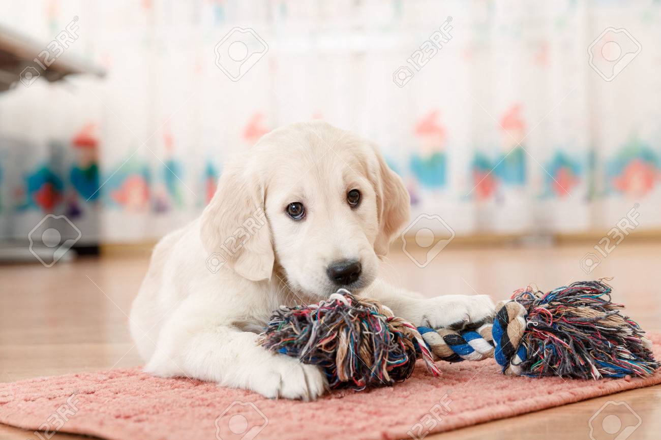 golden retriever with toy
