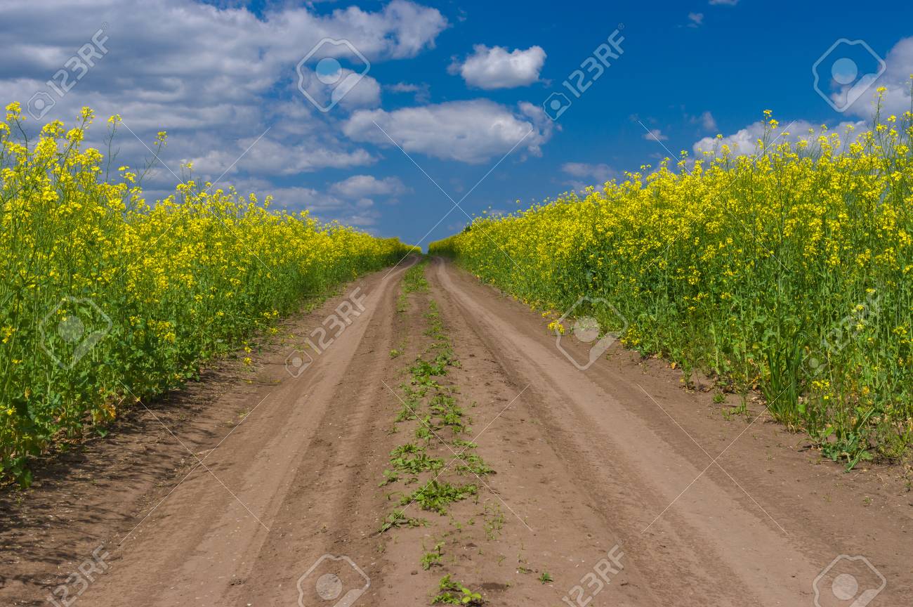 開花時期の菜の花畑の田舎道 の写真素材 画像素材 Image