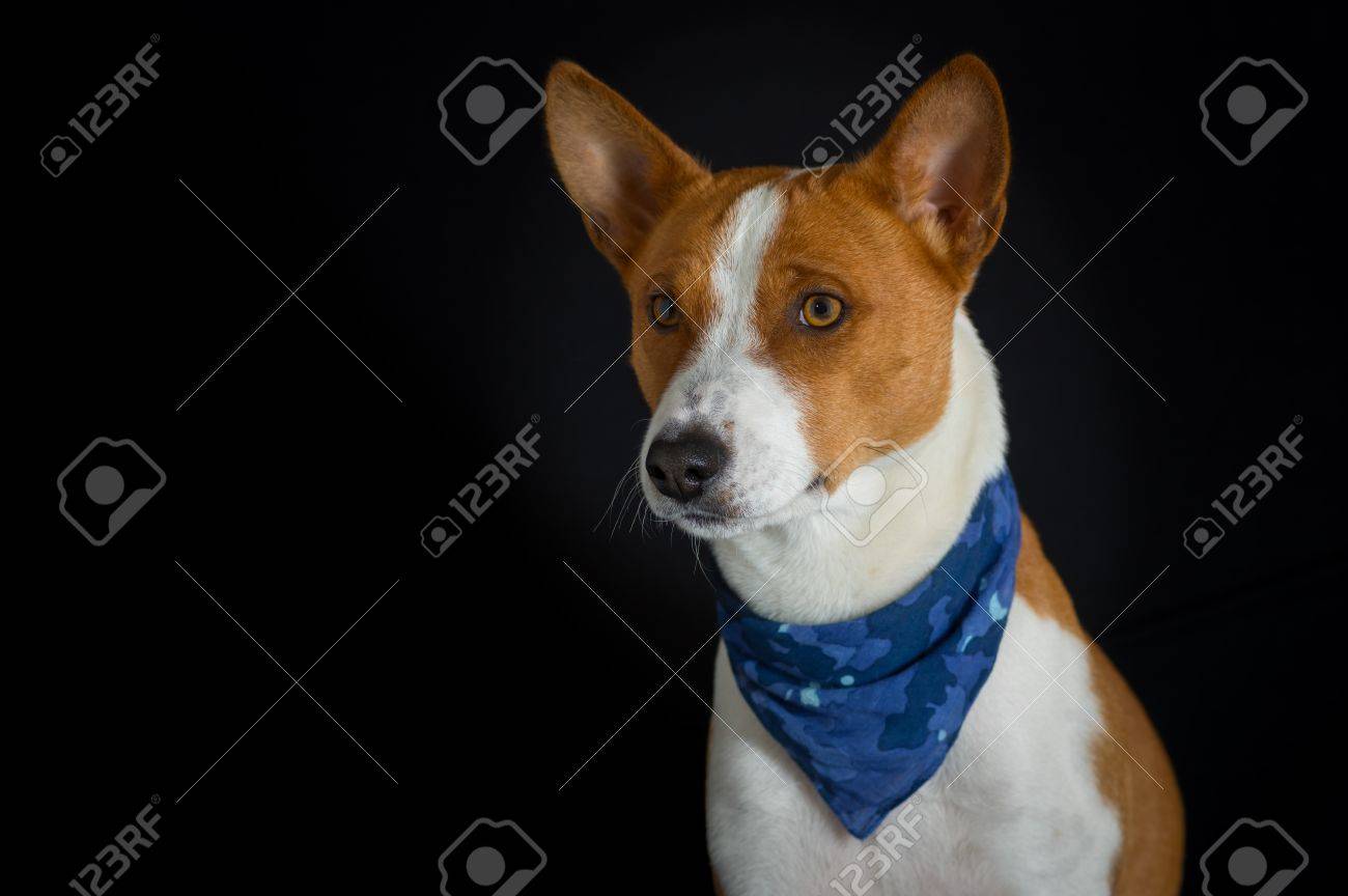 スタイリッシュな犬モデル バセニー犬青いハンカチを身に着けている男性像の低キー の写真素材 画像素材 Image