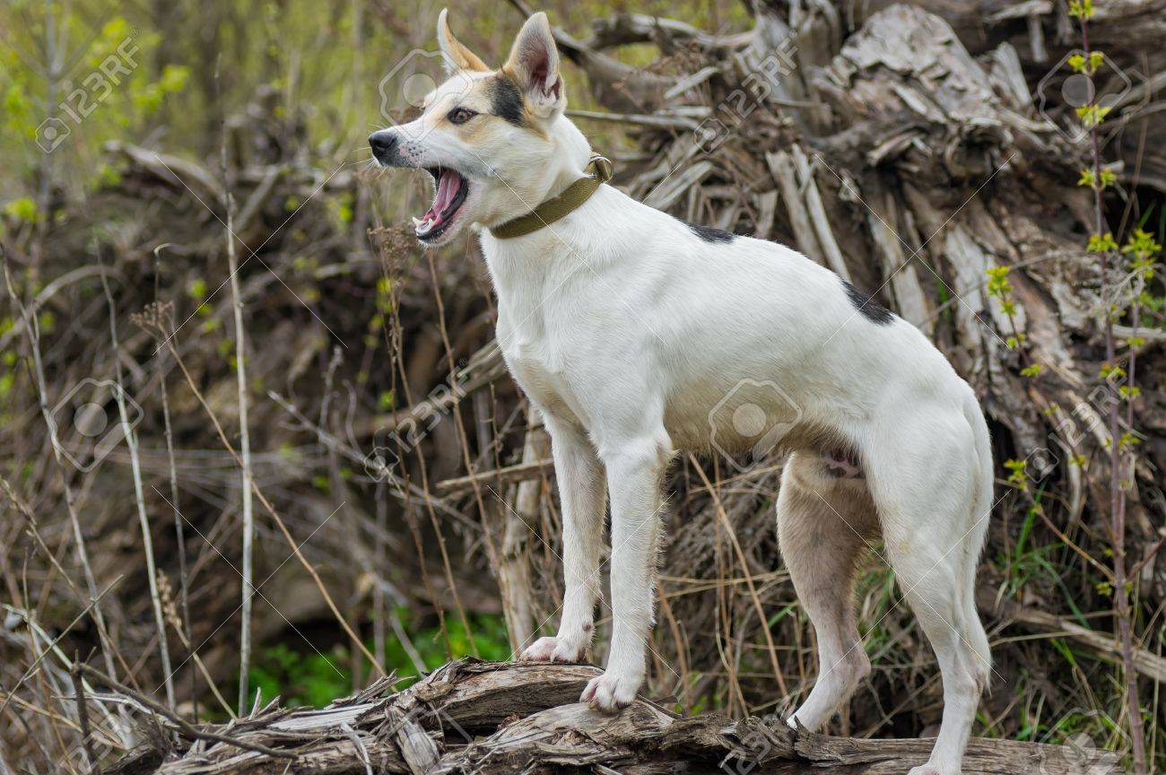 倒れた木で 春に対戦相手に吠えるのルート上に立って狩猟北犬の雑種 の写真素材 画像素材 Image 倒れた木で 春に対戦相手に吠えるのルート上に立って狩猟北犬の雑種 の写真素材 画像素材 Image
