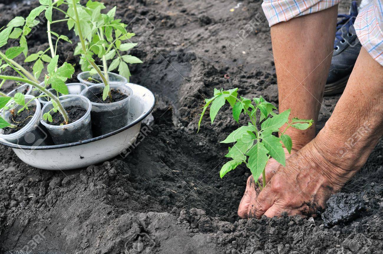 年配の女性がトマトの苗を植える の写真素材 画像素材 Image