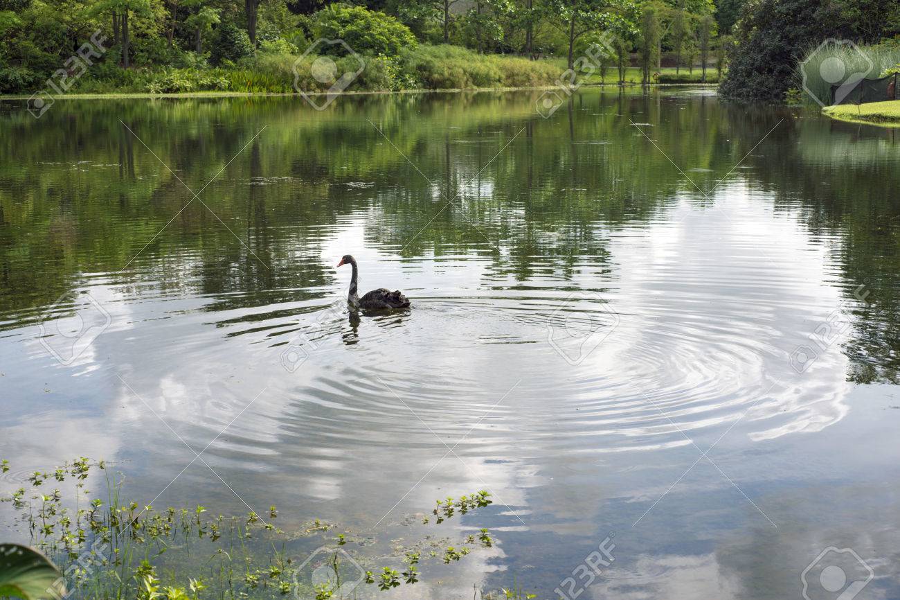 Black Swan In Pond Of Famous Singapore Botanical Gardens Stock Photo,  Picture and Royalty Free Image. Image 51273397.