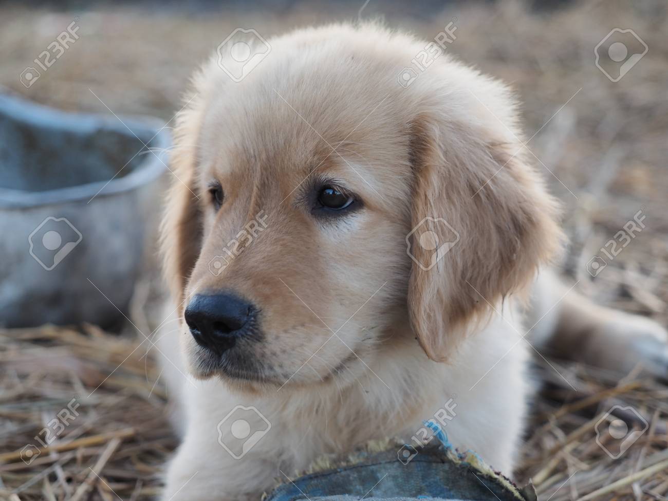 Hundchen Lizenzfreie Fotos Bilder Und Stock Fotografie Image 50496335