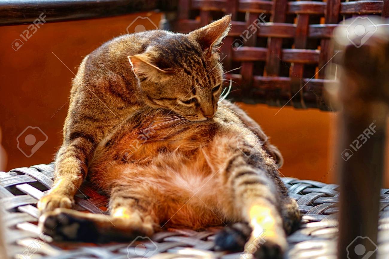 etiam-dictum-ipsum-a-felis