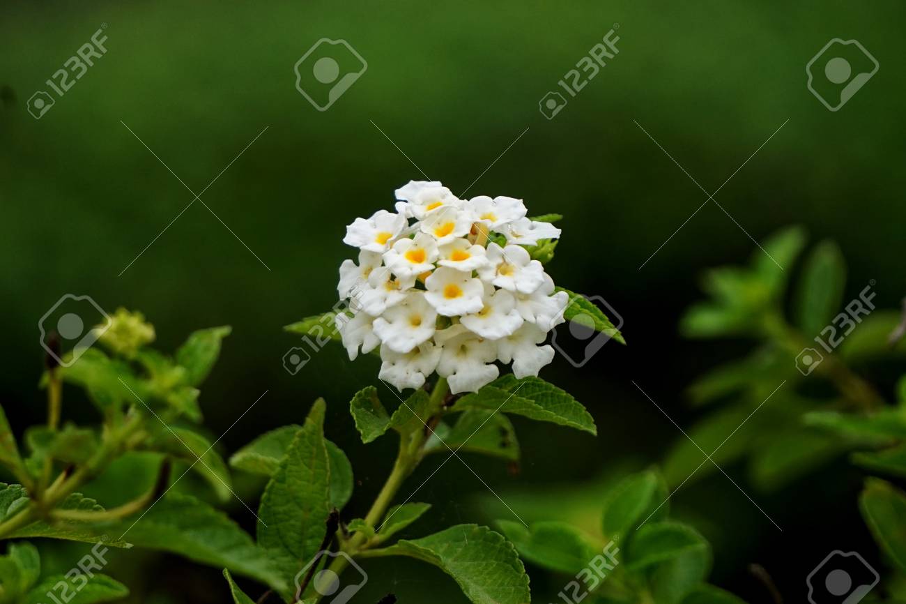 Lantana Camara également Connue Sous Les Noms De Grande Sauge Sauge Sauvage Sauge Rouge Sauge Blanche Et Myrtille Est Une Espèce De Plante à