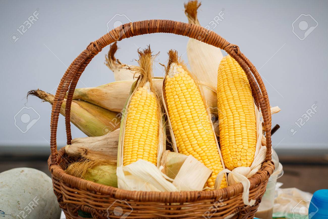 how many kernels on an ear of corn