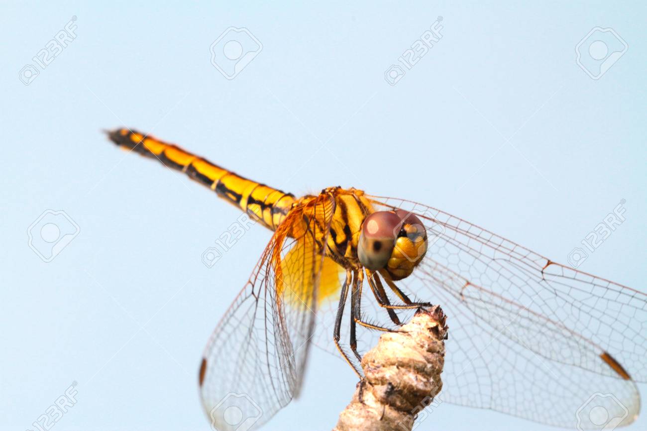 etiam-dictum-ipsum-a-felis