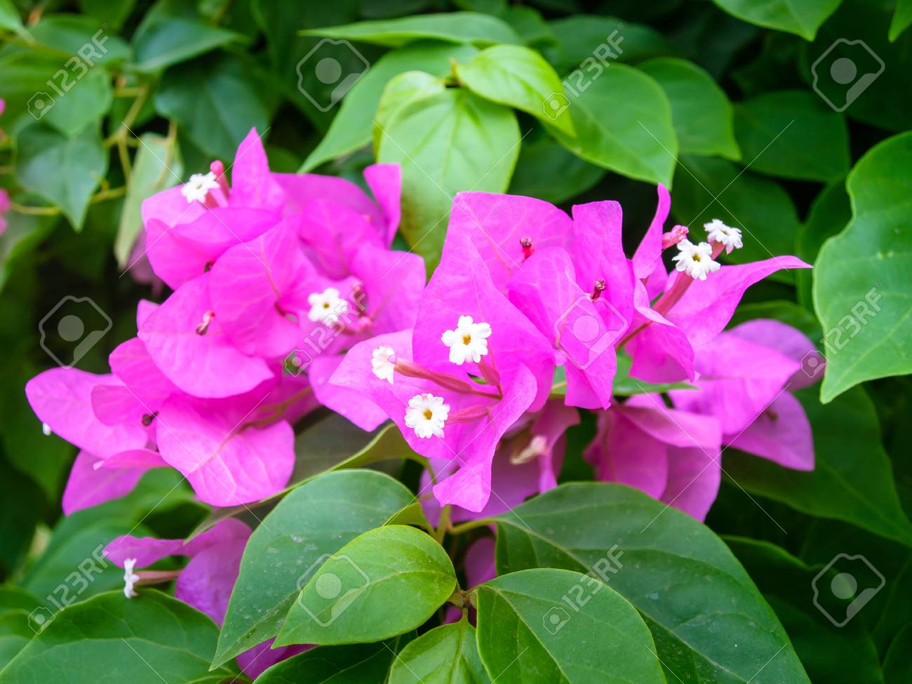 Bougainvillea Bougainvillea Glabra Bougainvillea Flowers In Stock Photo Picture And Royalty Free Image Image 81153746