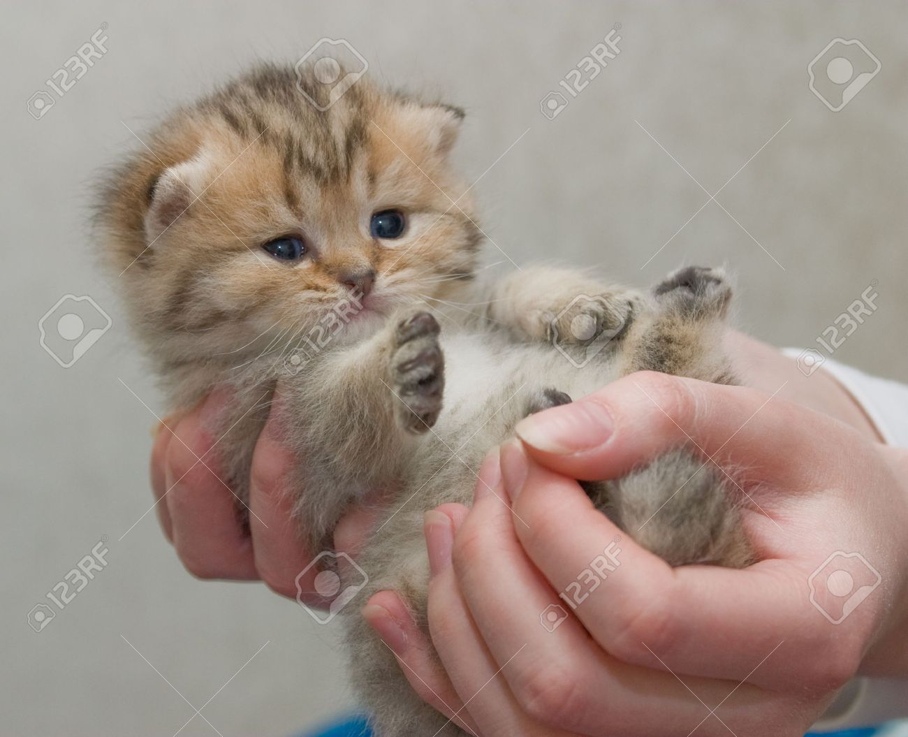 little fluffy cat