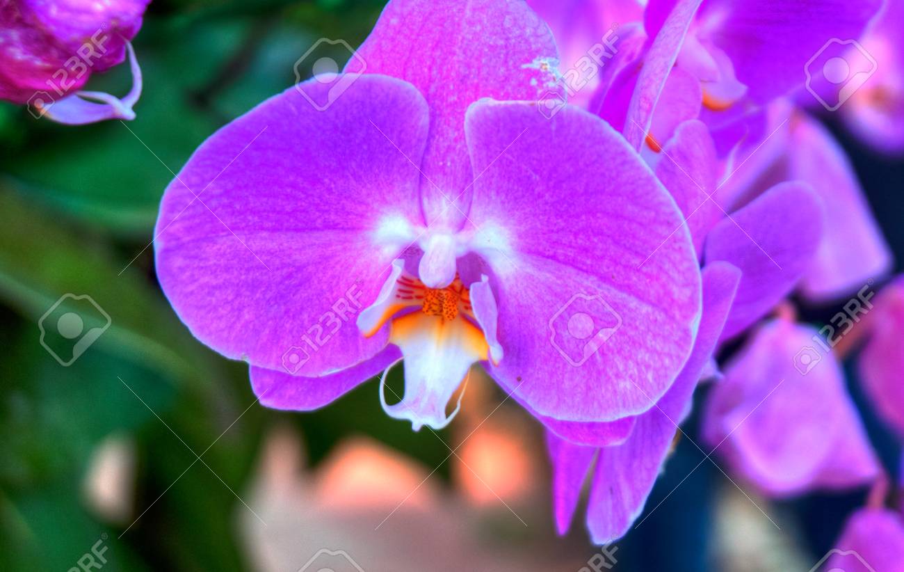 etiam-dictum-ipsum-a-felis