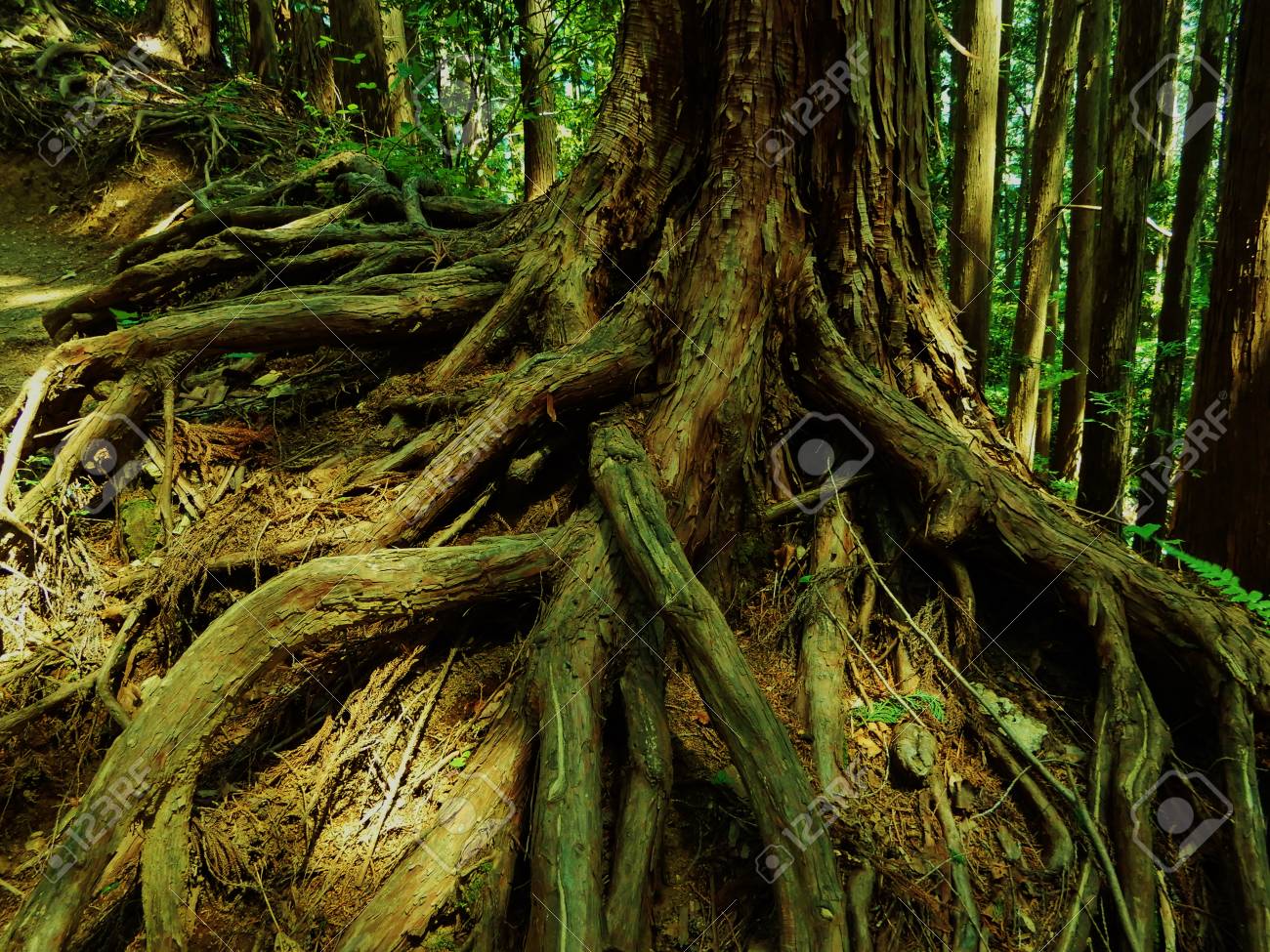 etiam-dictum-ipsum-a-felis