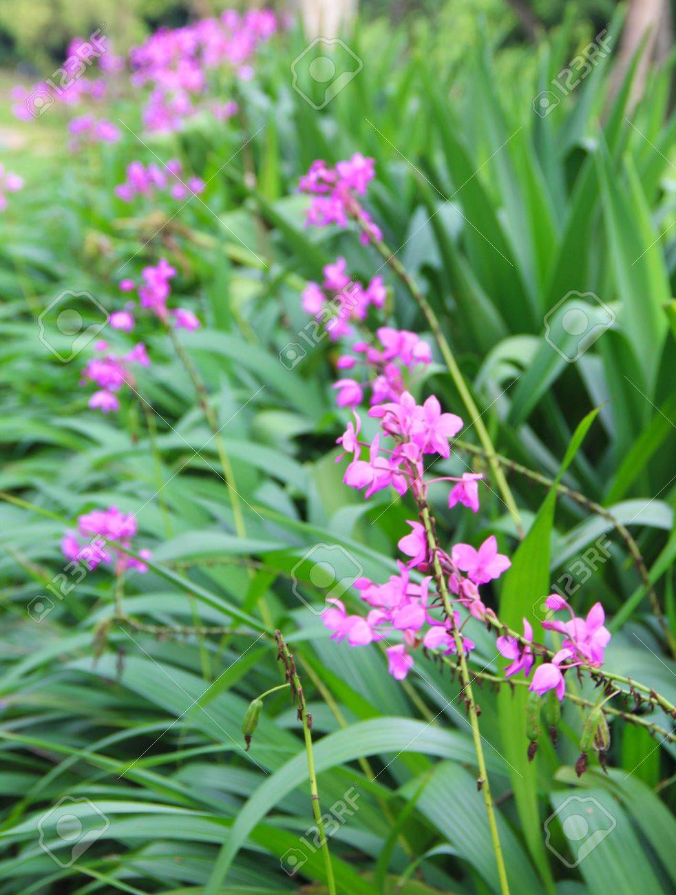 緑の草の紫の花 の写真素材 画像素材 Image