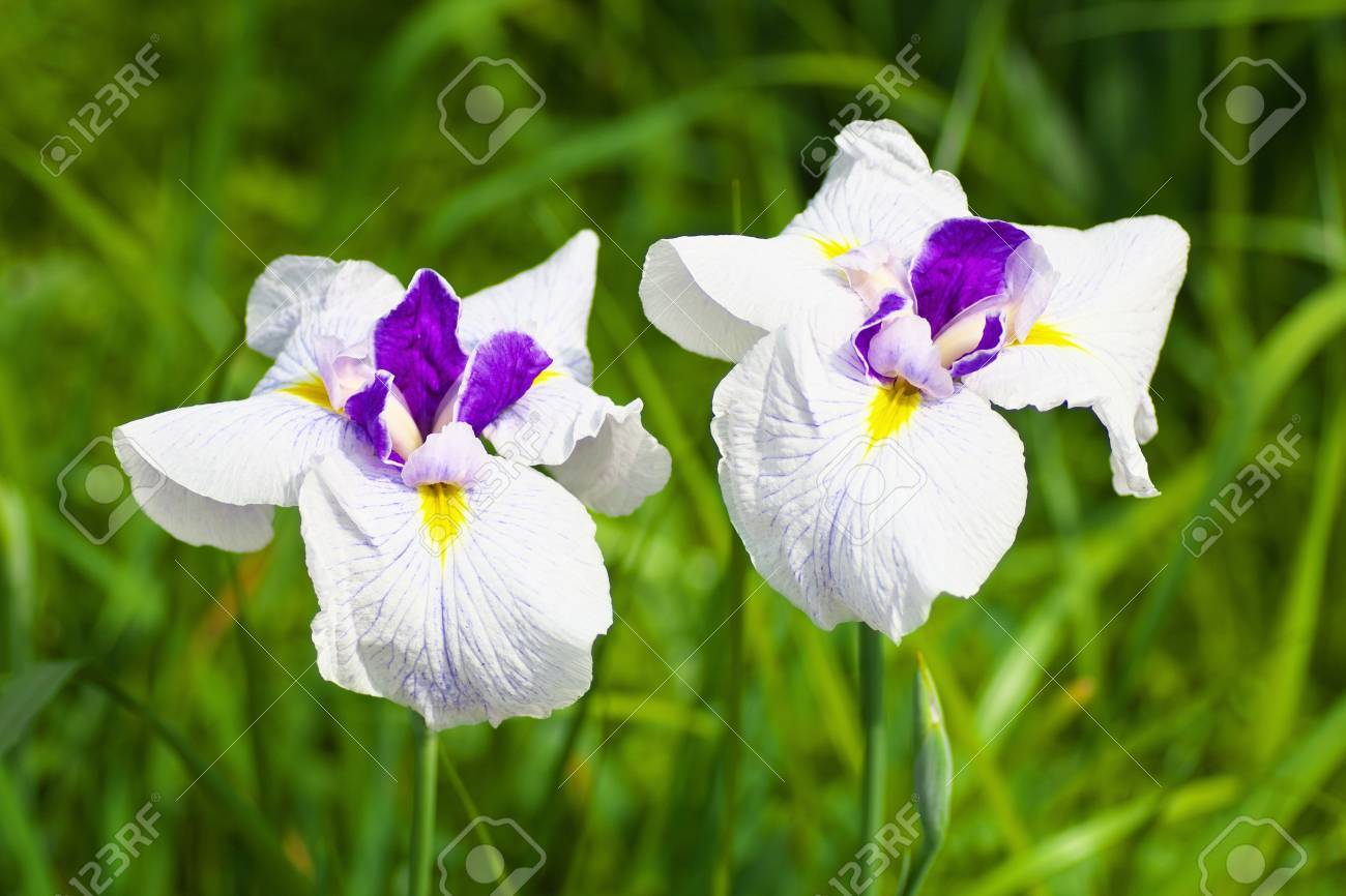 2 つの白紫の菖蒲の花 の写真素材 画像素材 Image 6147