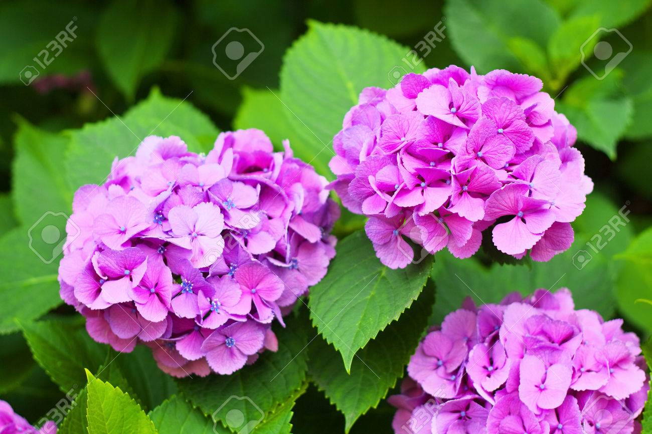 マゼンタのアジサイの花 の写真素材 画像素材 Image