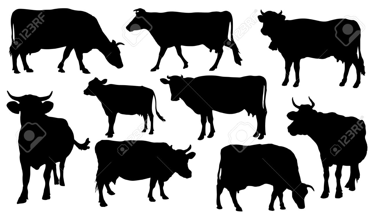 Cow Silhouettes On The White Background Royalty Free Cliparts Vectors And Stock Illustration Image