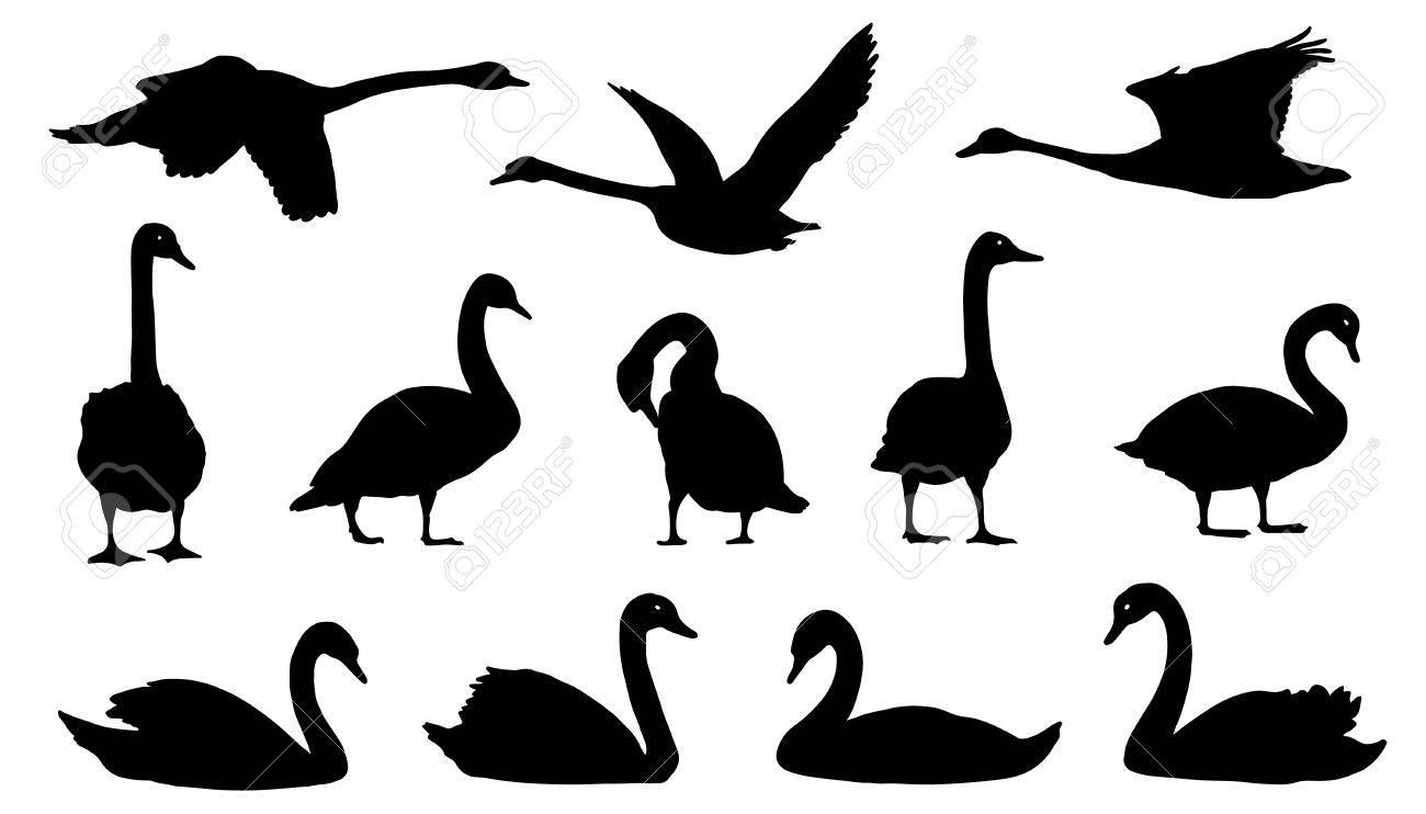 Swan Silhouettes On The White Background Royalty Free Cliparts Vectors And Stock Illustration Image