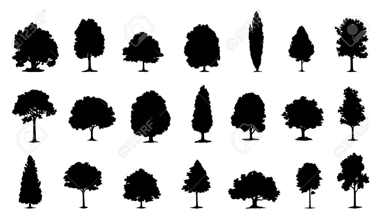 Tree Silhouettes On The White Background Royalty Free Cliparts Vectors And Stock Illustration Image Tree Silhouettes On The White Background Royalty Free Cliparts Vectors And Stock Illustration Image