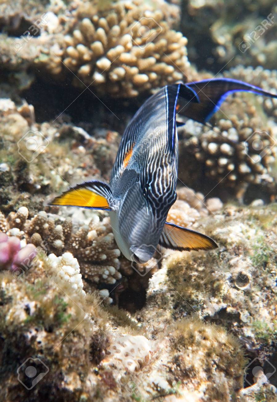 Sohal Surgeonfish Flora And Fauna Of The Red Sea Stock Photo Picture And Royalty Free Image Image 34987965