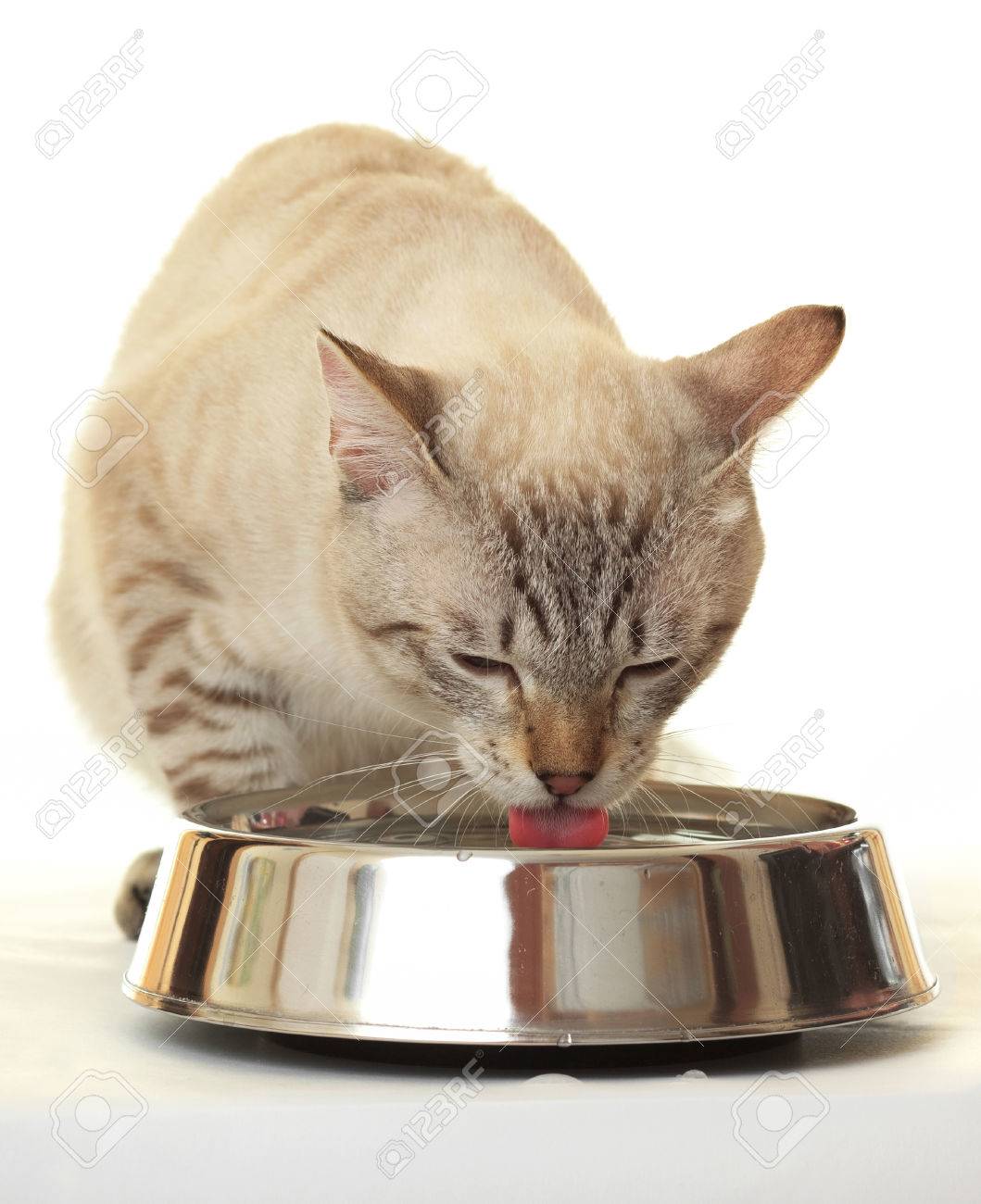 cat drinking bowl