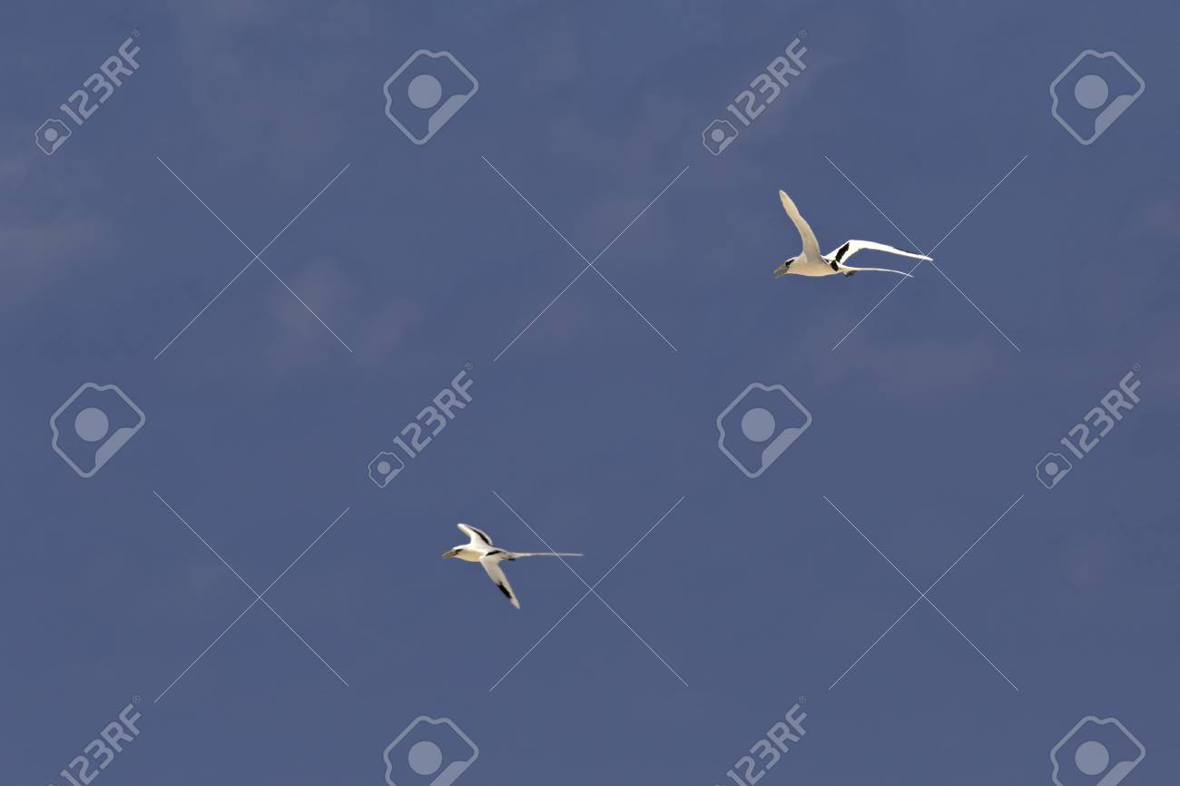 シラオネッタイチョウ空を飛んでいます いとこセーシェル島 の写真素材 画像素材 Image シラオネッタイチョウ空を飛んでいます いとこセーシェル島 の写真素材 画像素材 Image