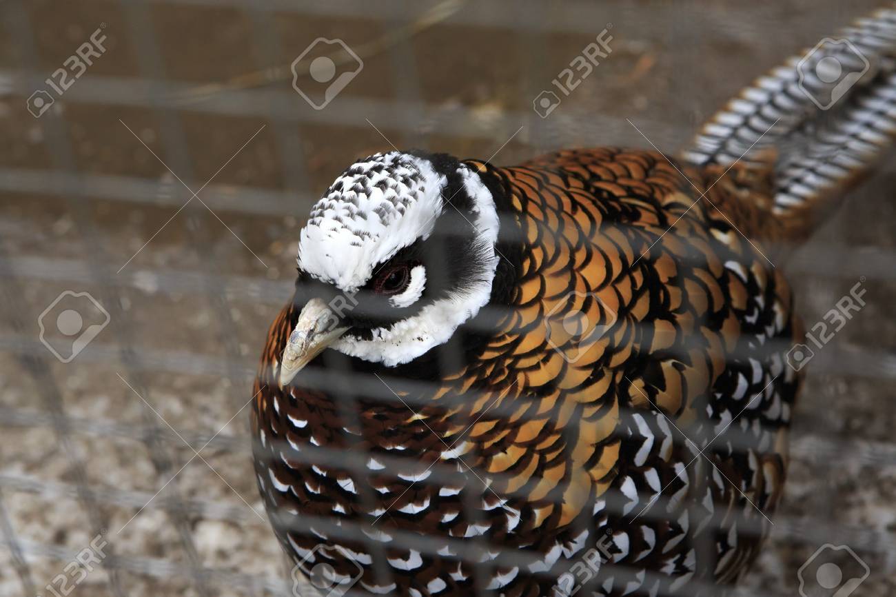 Royal Pheasant In The Cell Moscow Zoo In Russia Stock Photo Picture And Royalty Free Image Image Royal Pheasant In The Cell Moscow Zoo In Russia Stock Photo Picture And Royalty Free Image Image