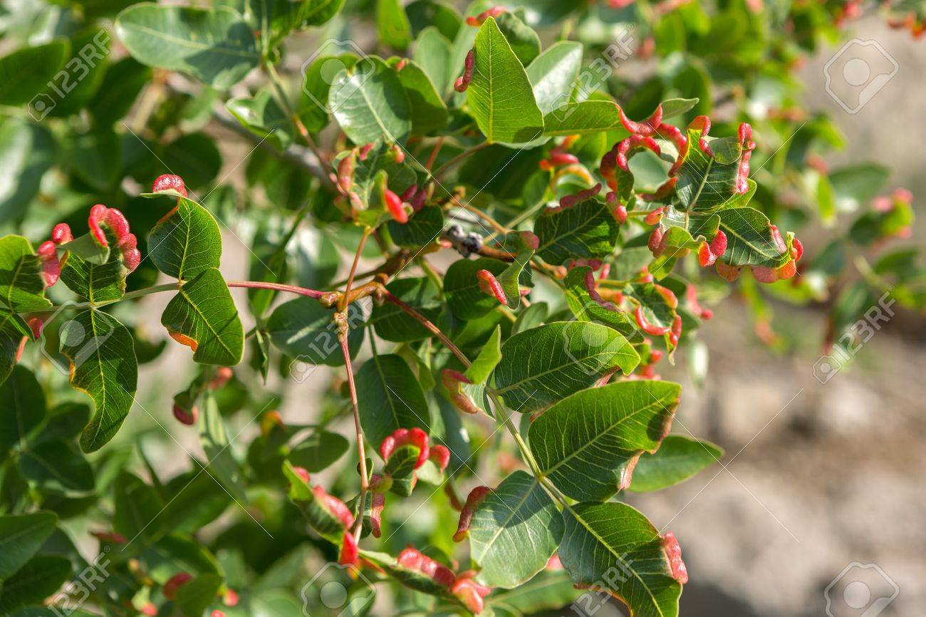 ピスタキア属アトランティカまたはペルシャのテレビン油ツリー クリミア半島の美しい豊かな自然 の写真素材 画像素材 Image