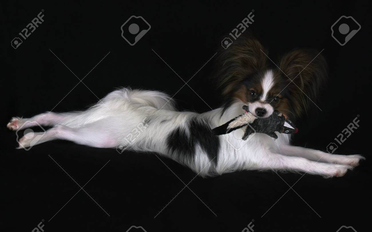 stuffed papillon dog