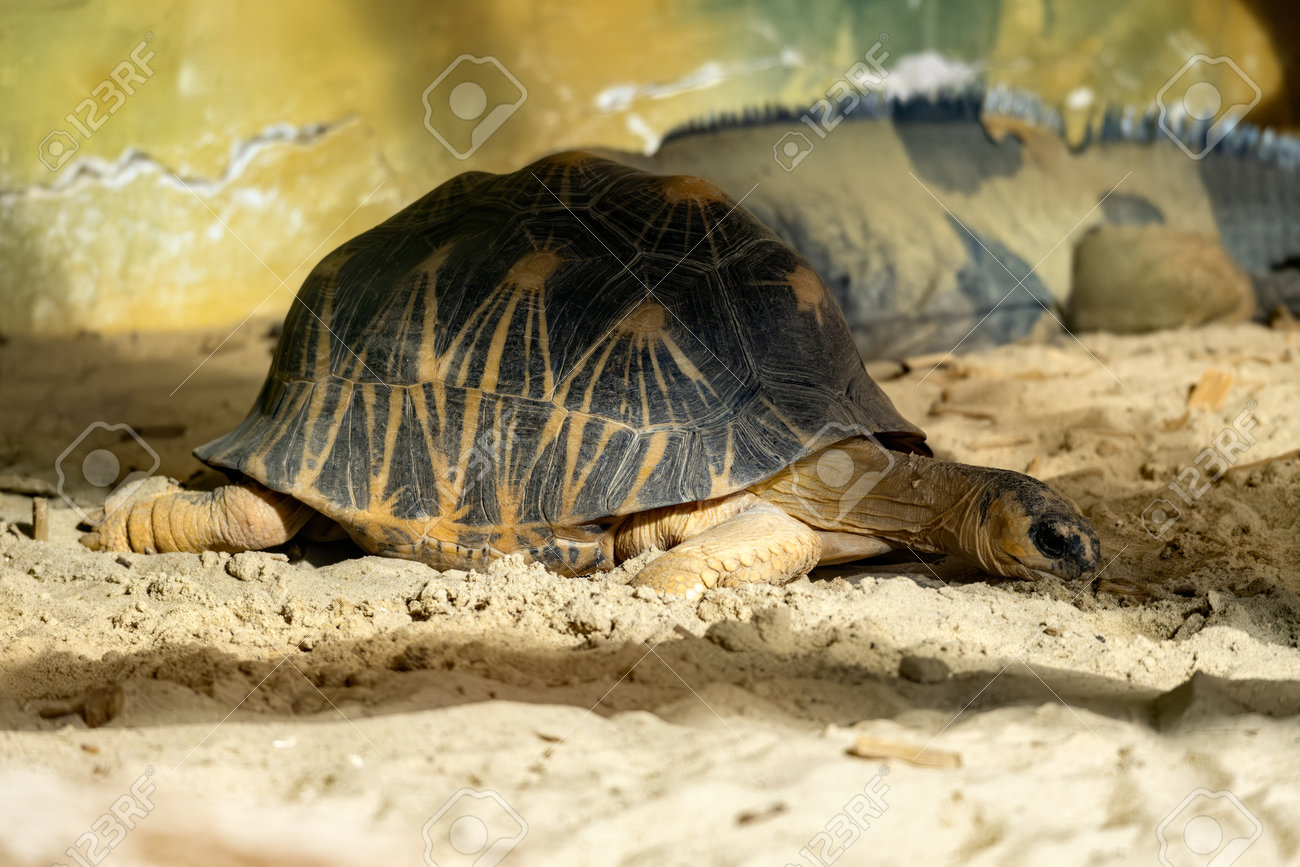 etiam-dictum-ipsum-a-felis