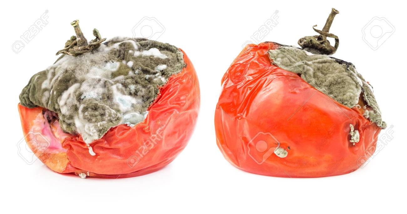 腐ったトマトは 白い背景で隔離 カビの生えた野菜 の写真素材 画像素材 Image