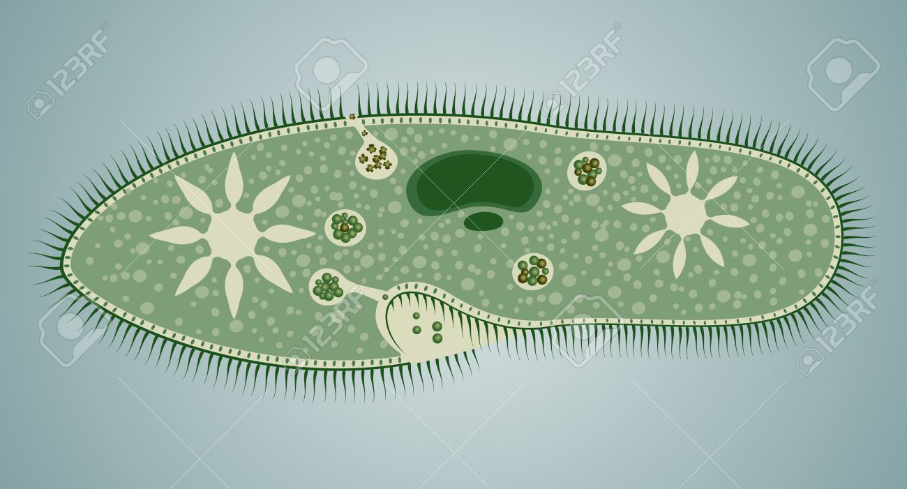 organismo animali unicellulari