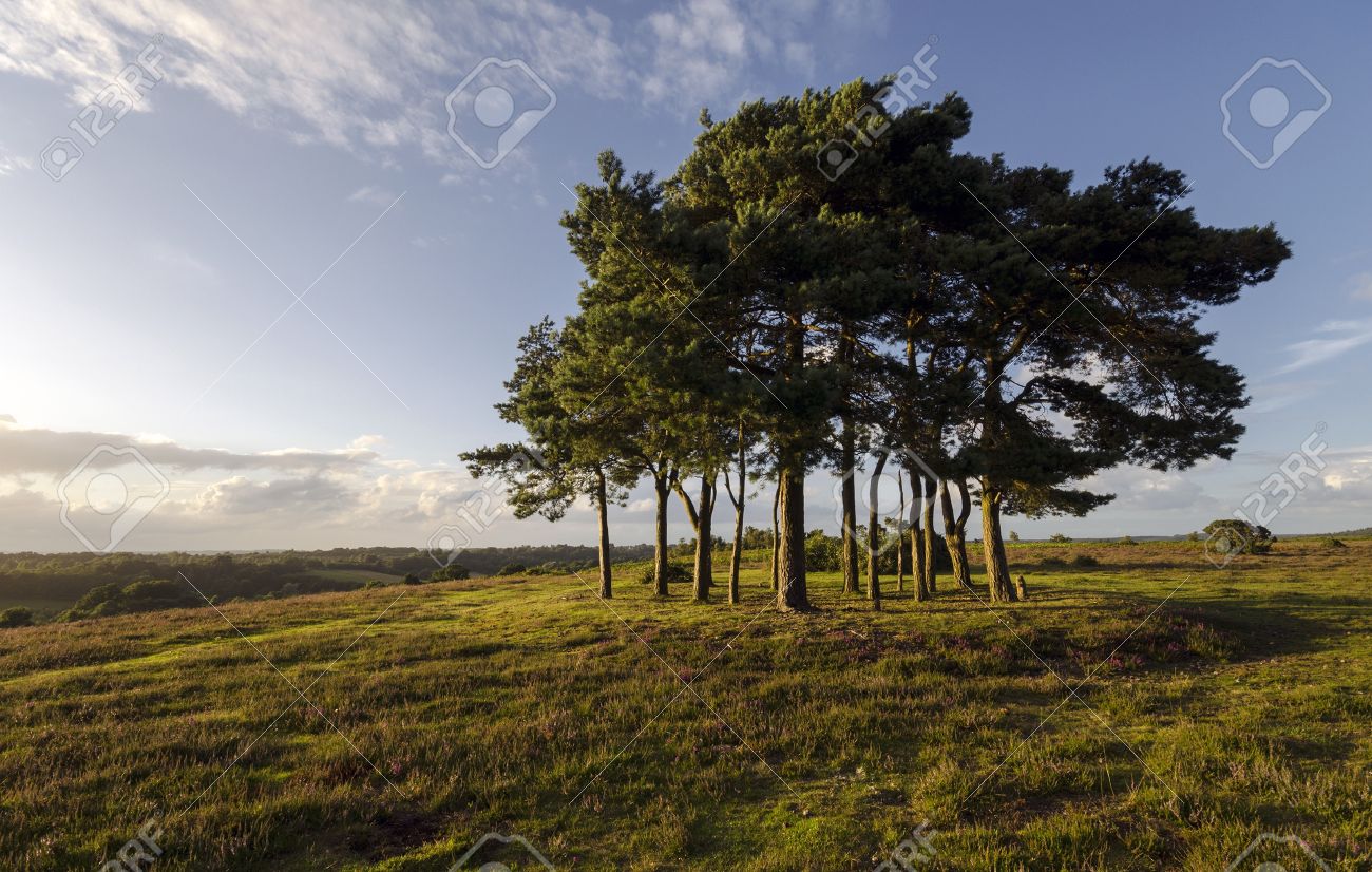 17094424-robin-hoods-clump-a-group-of-scots-pine-trees-in-the-new-forest-planted-on-top-of-a-neolithic-disc-b.jpg