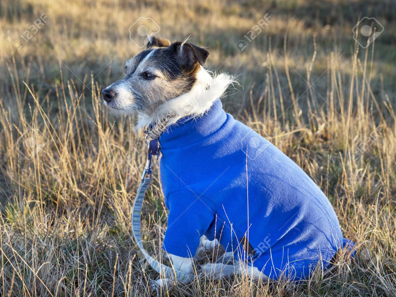jack russel mantel im winter jack russel mantel im winter