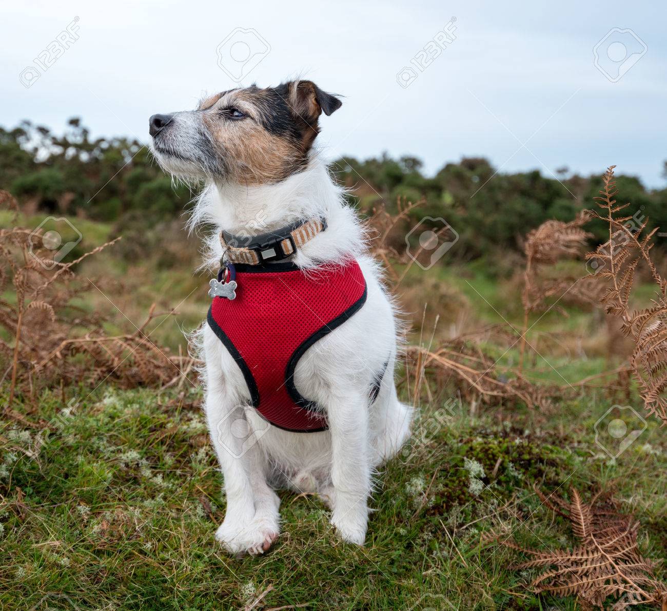 jack russell harness size