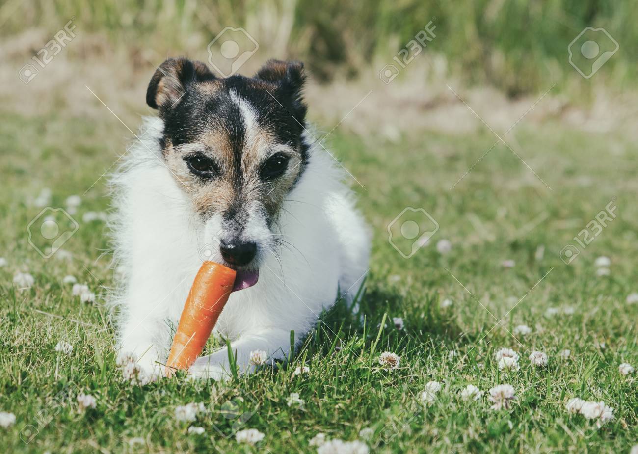 生のニンジンを食べるパーソン ジャック ラッセル テリア の写真素材 画像素材 Image