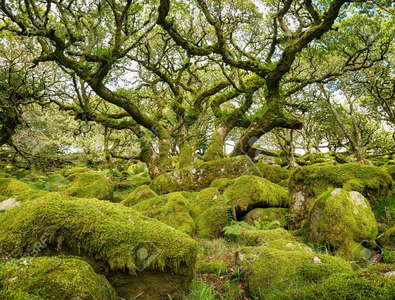 有名な Wistman の木のコケに覆われた岩から成長するリモート高高度オークウッドと国立自然古代節くれだった 発育を妨げられた樫の木トランク予約デボンのダートムーア国立公園に の写真素材 画像素材 Image