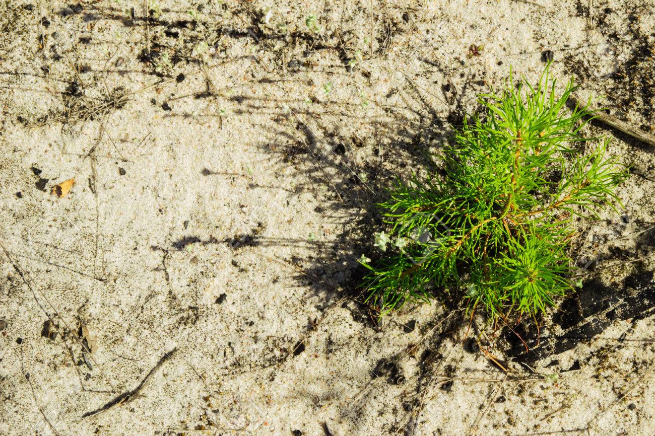 Le jeune pin sur le sol sableux dans une forêt, vue de dessus. Russie, Sibérie. Le jeune pin sur le sol sableux dans une forêt, vue de dessus. Russie, Sibérie.