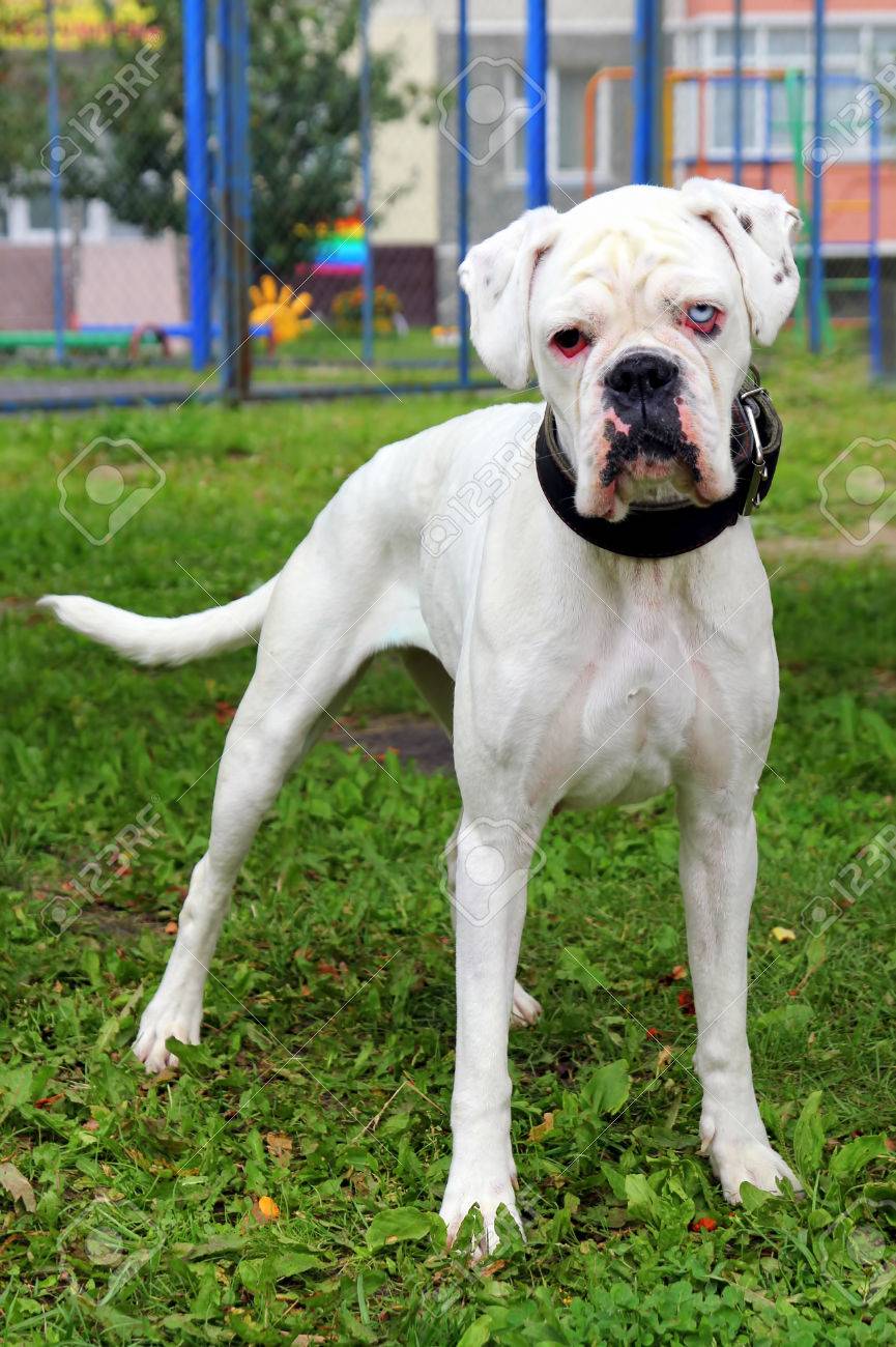 Weisser Boxer Hund Mit Augen Von Verschiedenen Farben In Einem Park Lizenzfreie Fotos Bilder Und Stock Fotografie Image 84127454