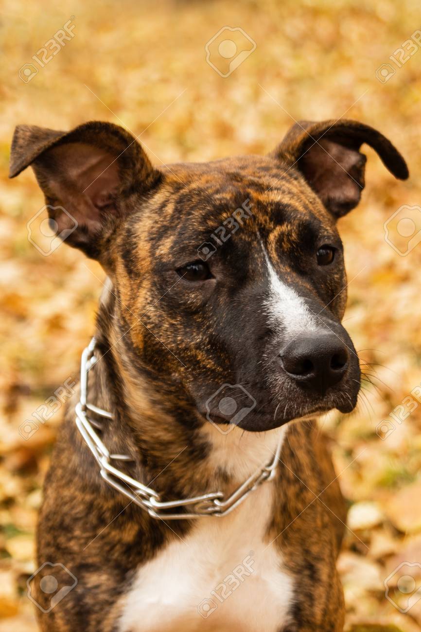 brindle staffordshire terrier
