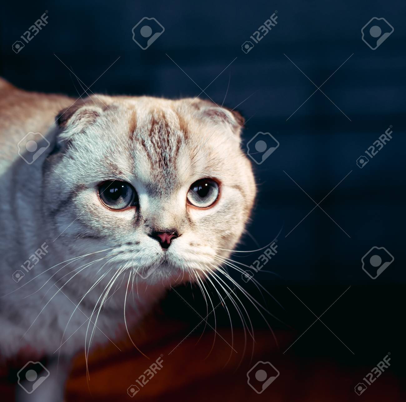 etiam-dictum-ipsum-a-felis