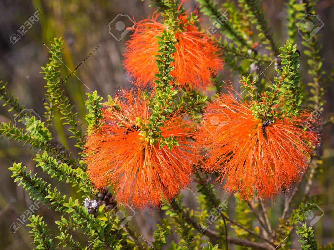 沼ブラシノキ ビューフォーティア スパーサは西オーストラリア州南西部に育つ常緑の低木です 木の花は鮮やかなオレンジ色の赤と 枝の先端に近い瓶洗いブラシのような穂に配置します の写真素材 画像素材 Image 沼ブラシノキ ビューフォーティア スパーサは西オーストラリア州南西部に育つ常緑の低木です 木の花は鮮やかなオレンジ色の赤と 枝の先端に近い瓶洗いブラシのような穂に配置します の写真素材 画像素材 Image