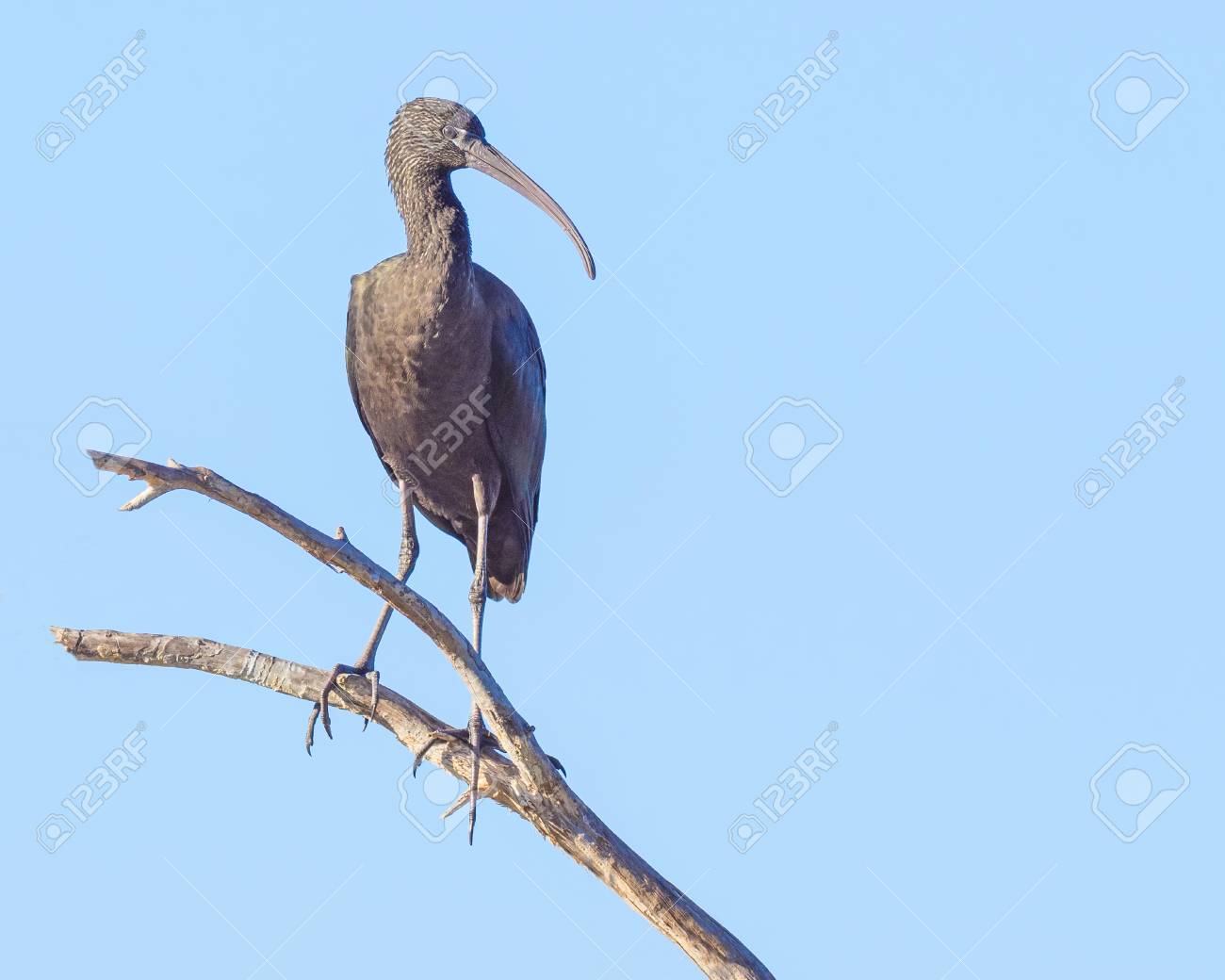 ブロンズトキ Plegadis Falcinellus は イビス家族でワタリの鳥です ヨーロッパ アジア アフリカ オーストラリア アメリカ大陸の大西洋とカリブ海地域で繁殖する最も普及しているイビス種です の写真素材 画像素材 Image ブロンズトキ Plegadis Falcinellus は イビス家族でワタリの鳥です ヨーロッパ アジア アフリカ オーストラリア アメリカ大陸の大西洋とカリブ海地域で繁殖する最も普及しているイビス種です の写真素材 画像素材 Image