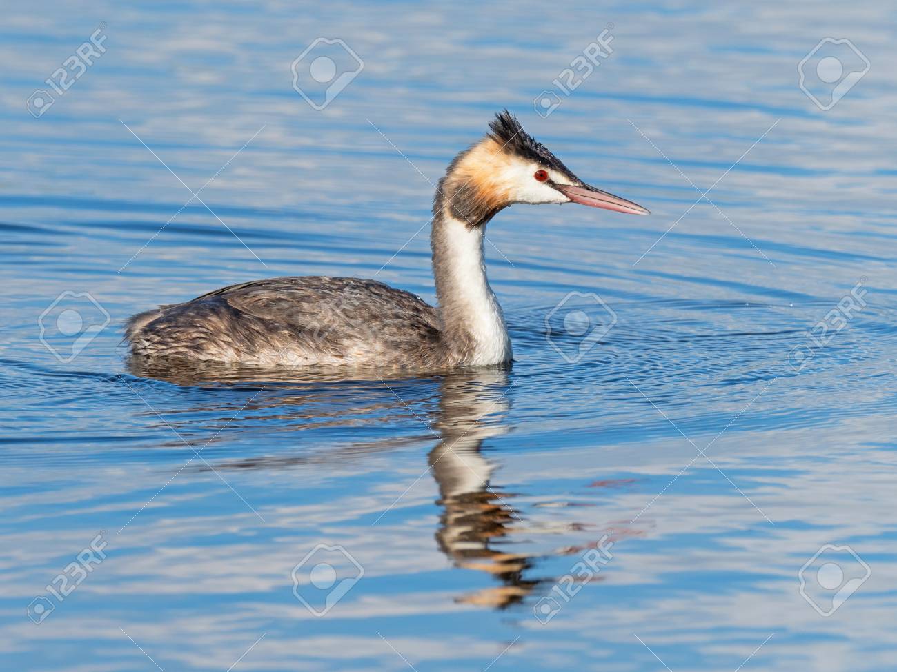 O Grande Mergulhao De Crista Podiceps Cristatus E Um Membro Da Familia Grebe De Aves Aquaticas E E Encontrado Na Europa Africa Asia E Australia Onde Este Exemplo Foi Fotografado Fotos Retratos Imagenes Y